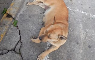 Denuncian a Galerías Toluca por presunto maltrato a perrita embarazada