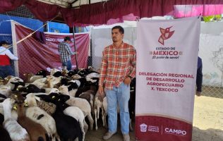 Entrega borregos y molinos Secretaría del Campo, en Chimalhuacán