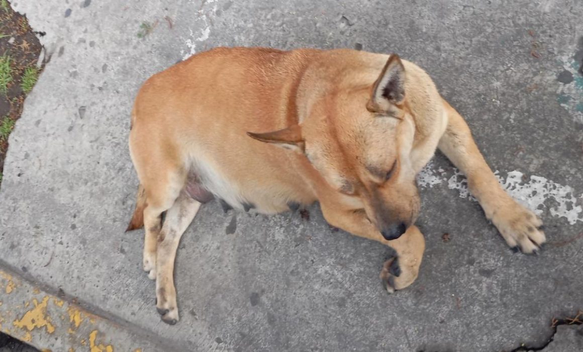 Exigen justicia y reformas tras el caso Canelita en Galerías Toluca