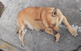 Exigen justicia y reformas tras el caso Canelita en Galerías Toluca