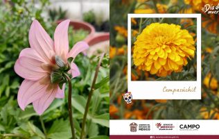 Floricultores listos para llegada de los muertos a Estado de México