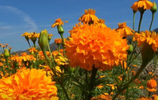 La imprescindible flor de cempasúchil para la ofrenda de Día de Muertos