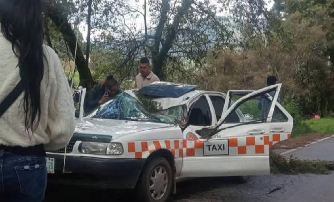 Le cae árbol a taxi en Donato Guerra; conductor pierde la vida