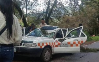Le cae árbol a taxi en Donato Guerra; conductor pierde la vida