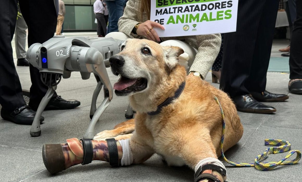 Presenta senador Waldo Fernandez la Ley Pay de Limón contra el maltrato animal