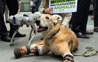 Presenta senador Waldo Fernandez la Ley Pay de Limón contra el maltrato animal