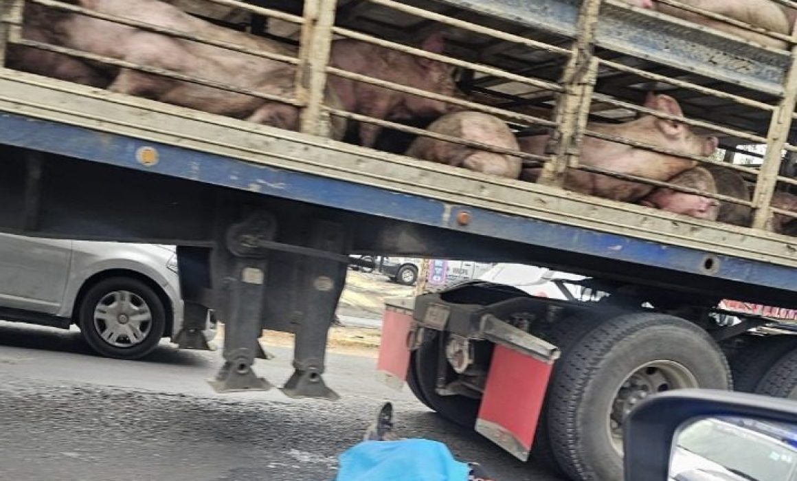 Pierde la vida biker tras ser arrollado por trailer ganadero en Los Reyes