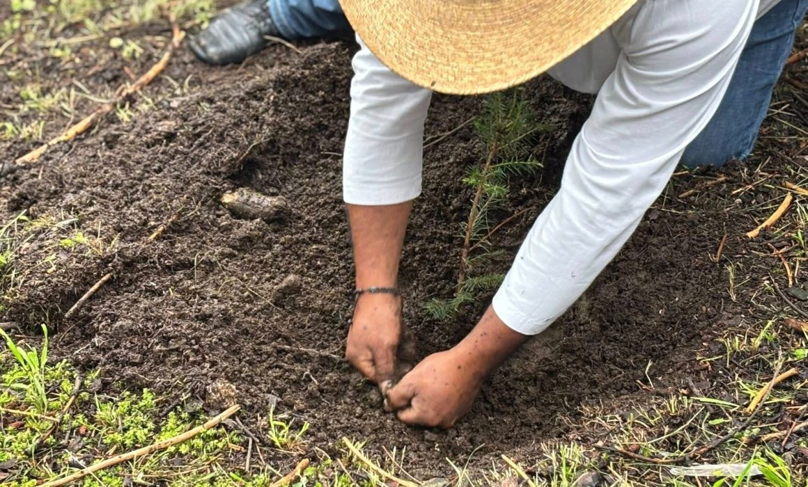 Plantan 32 mil árboles en Ocoyoacac durante jornadas de reforestación