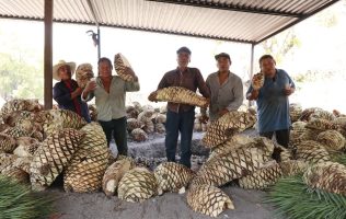 Promueve Zumpahuacán identidad y turismo con el Festival del Ixtle y Agave