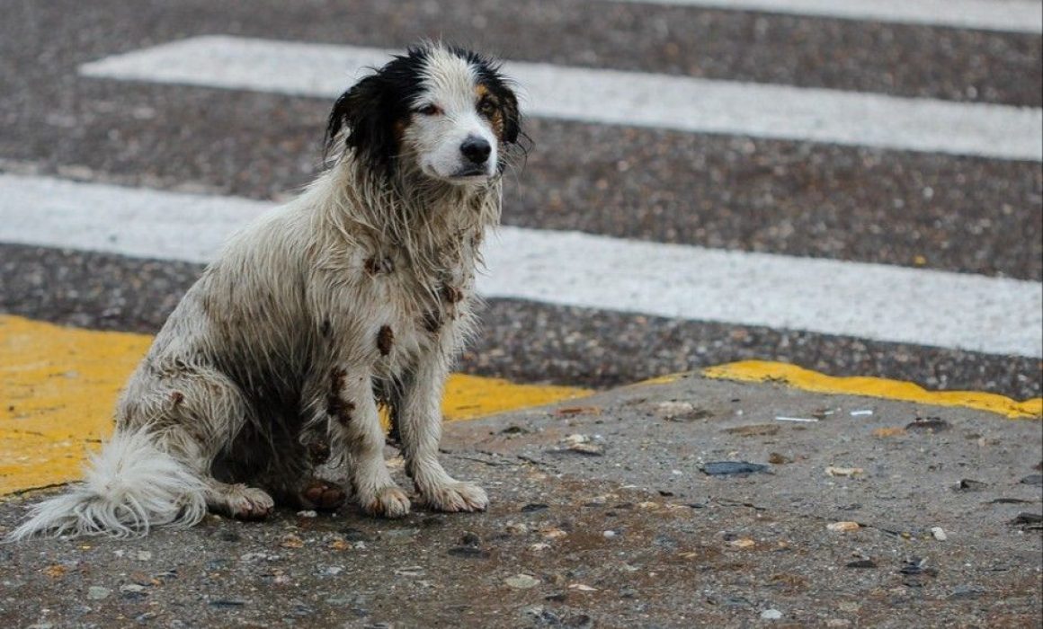 Promueve acciones efectivas en el foro de prevención del maltrato animal