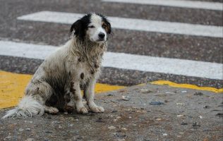 Promueve acciones efectivas en el foro de prevención del maltrato animal