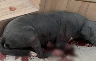 Rechazan PC y Control Animal de Huehuetoca atender a perro mutilado