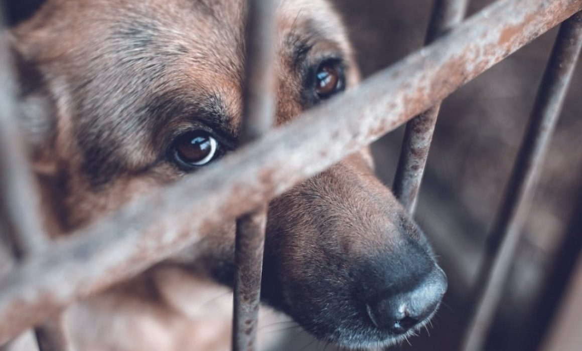 Rescata PROPAEM a perros maltratados y desvividos en vivienda de Ecatepec