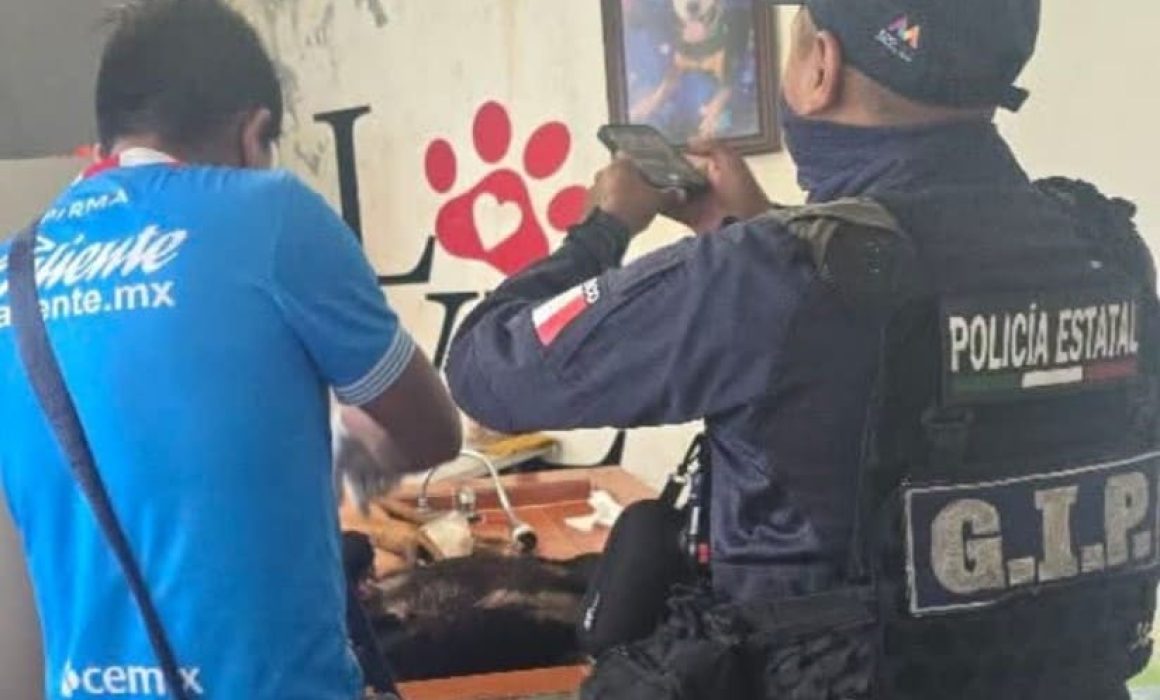 Vinculan a proceso a hombre por matar perros en ritual en Chalco