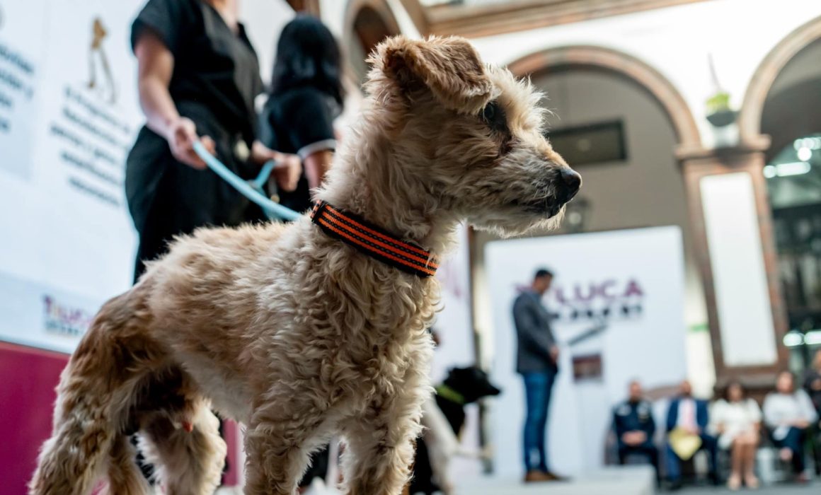 Destaca Toluca como el Ayuntamiento que mejor cuida a los animales