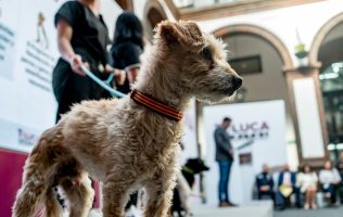Destaca Toluca como el Ayuntamiento que mejor cuida a los animales