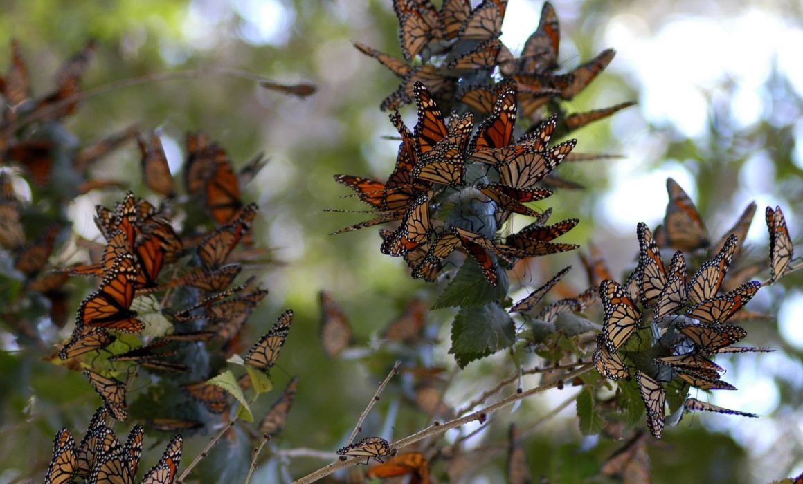 Amenaza tala ilegal llegada de la mariposa monarca a Atlautla