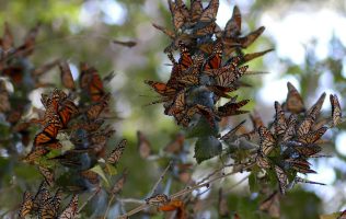 Amenaza tala ilegal llegada de la mariposa monarca a Atlautla