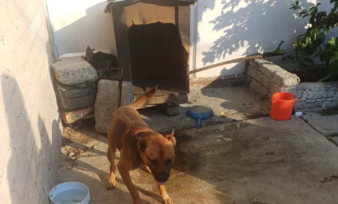 Atienden caso de maltrato animal en Cuautitlán Izcalli