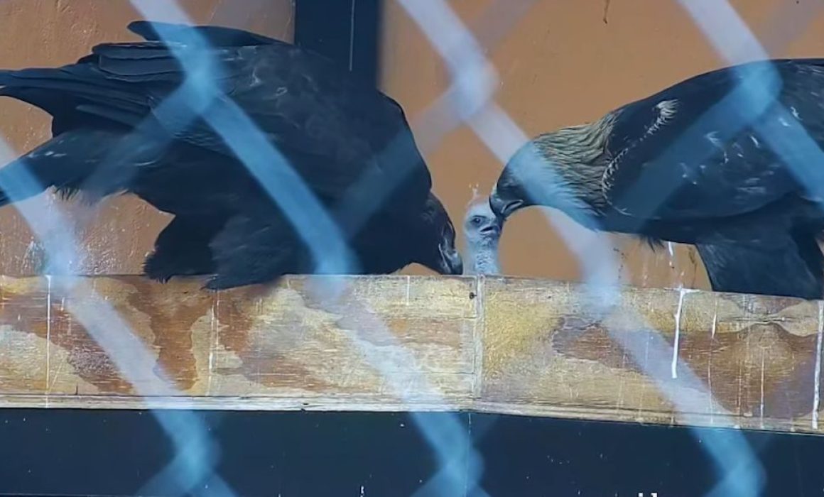 Celebra Zoológico Zacango el nacimiento de un bebé de águila real