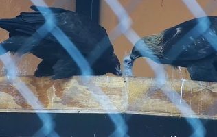 Celebra Zoológico Zacango el nacimiento de un bebé de águila real