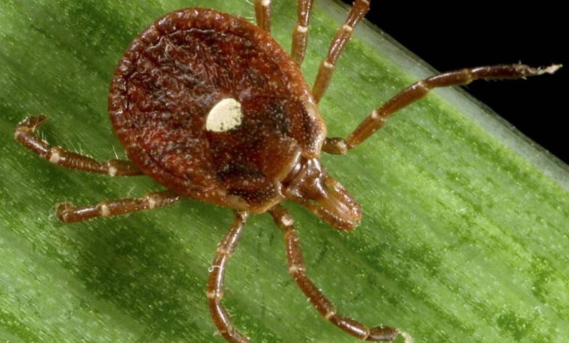 Confirman primera muerte en NJ por alergia a carne causada por garrapatas