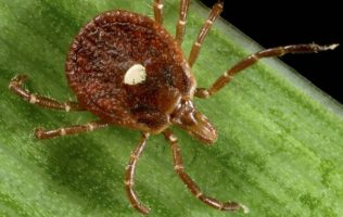 Confirman primera muerte en NJ por alergia a carne causada por garrapatas