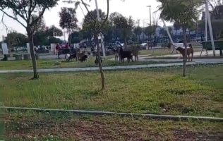 Graban a jauría en parque de Toluca; la acusan de morder a gente