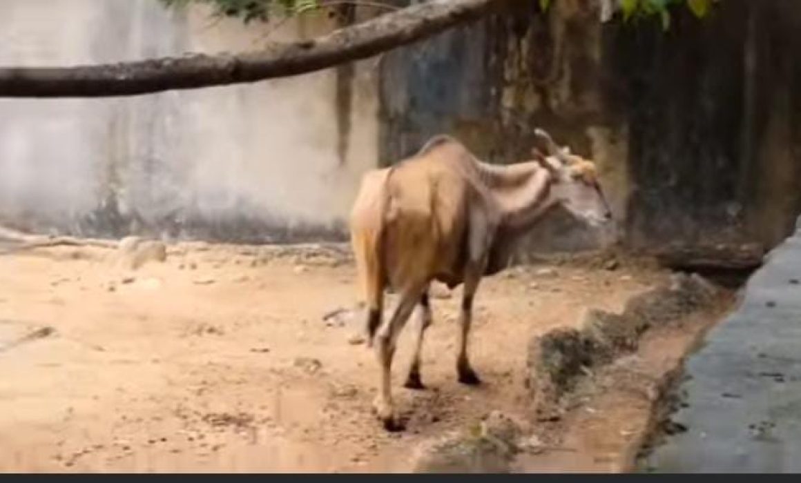 Hambrientos y abandonados, animales en Zoológico de Puerto Vallarta