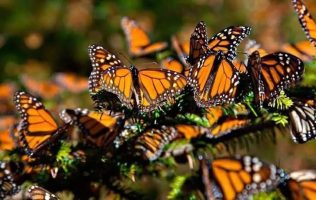 Inicia arribo de mariposa monarca a bosques del Estado de México