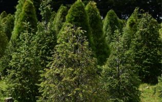 Ofrecen árboles artificiales baratos en Tonanitla para cuidar los bosques