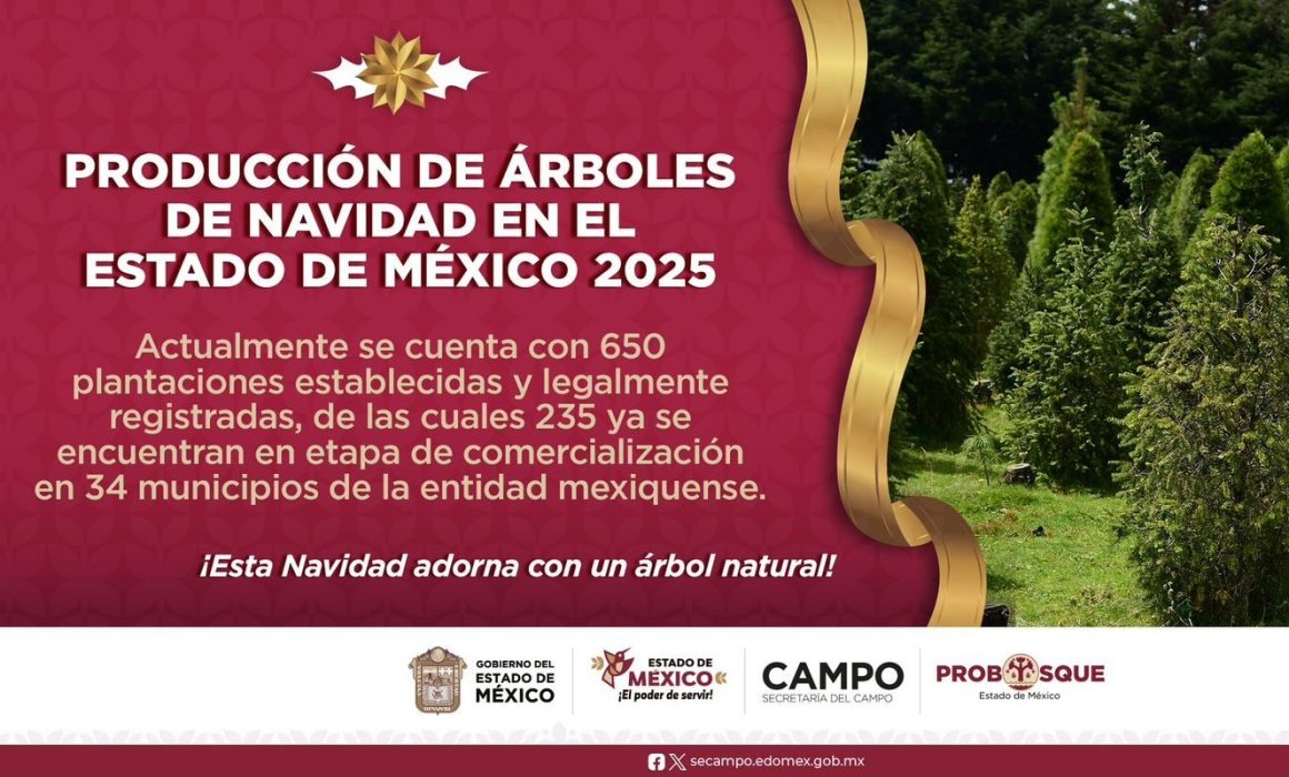 Inicia venta de árboles de Navidad cultivados en el Estado de México