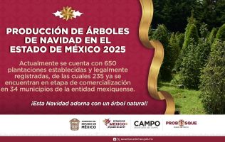 Inicia venta de árboles de Navidad cultivados en el Estado de México