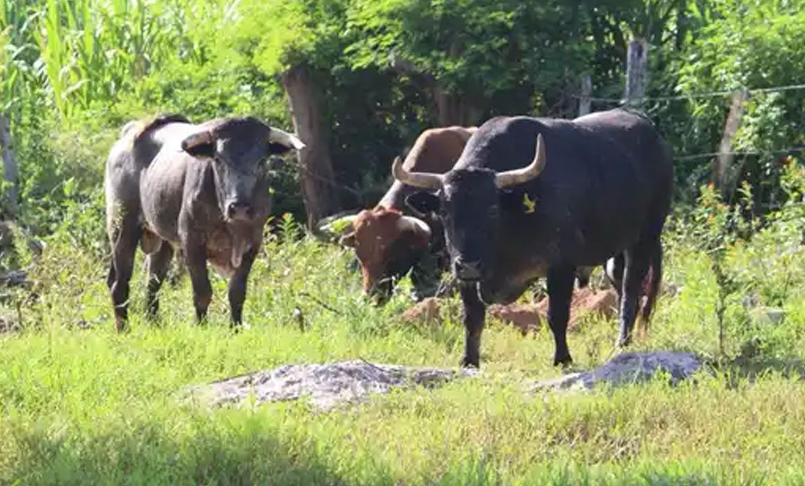 Ni muertes de animales, ni pérdidas económicas por gusano barrenador en Yucatán