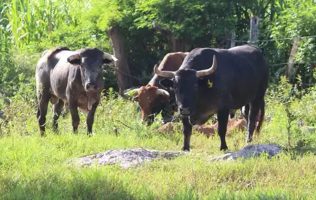 Ni muertes de animales, ni pérdidas económicas por gusano barrenador en Yucatán