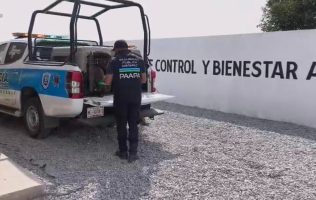 Rescatan autoridades de Metepec a perrito abandonado en una azotea