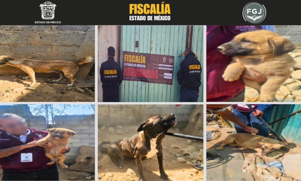 Salvan a cachorros de condiciones inhumanas en Tultitlán