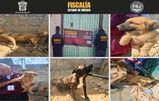 Salvan a cachorros de condiciones inhumanas en Tultitlán
