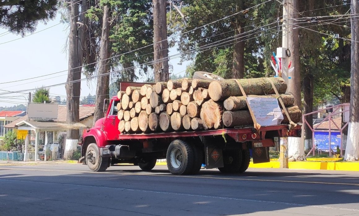 Saquean bosque de San Rafael en Tlalmanalco; denuncian tala ilegal