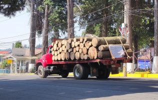 Saquean bosque de San Rafael en Tlalmanalco; denuncian tala ilegal