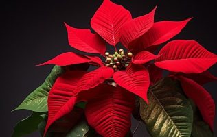 Se consolida el Edomex como productor de flor de Nochebuena