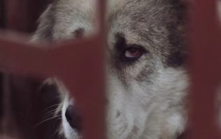 Suben casos de maltrato animal en Ixtapaluca; vecinos exigen castigo real