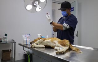 Amplía Huixquilucan atención veterinaria gratuita con más de 880 servicios