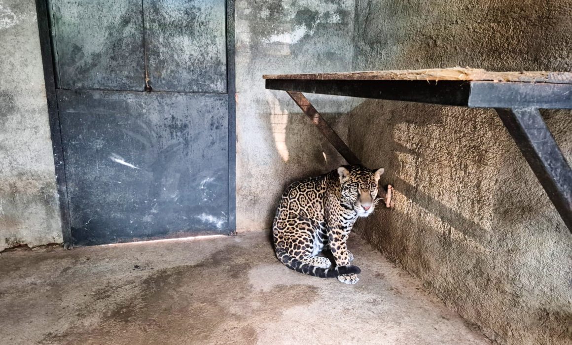 Asegura PROFEPA jaguar hallado durante cateo en domicilio de Jilotepec