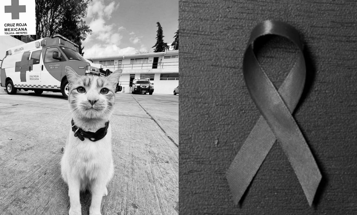 Atropellan a Cruzberto el gato voluntario de la cruz roja Toluca