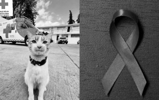 Atropellan a Cruzberto el gato voluntario de la cruz roja Toluca