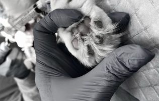 Condenan acto de crueldad animal en mercado de Ecatepec; exigen justicia