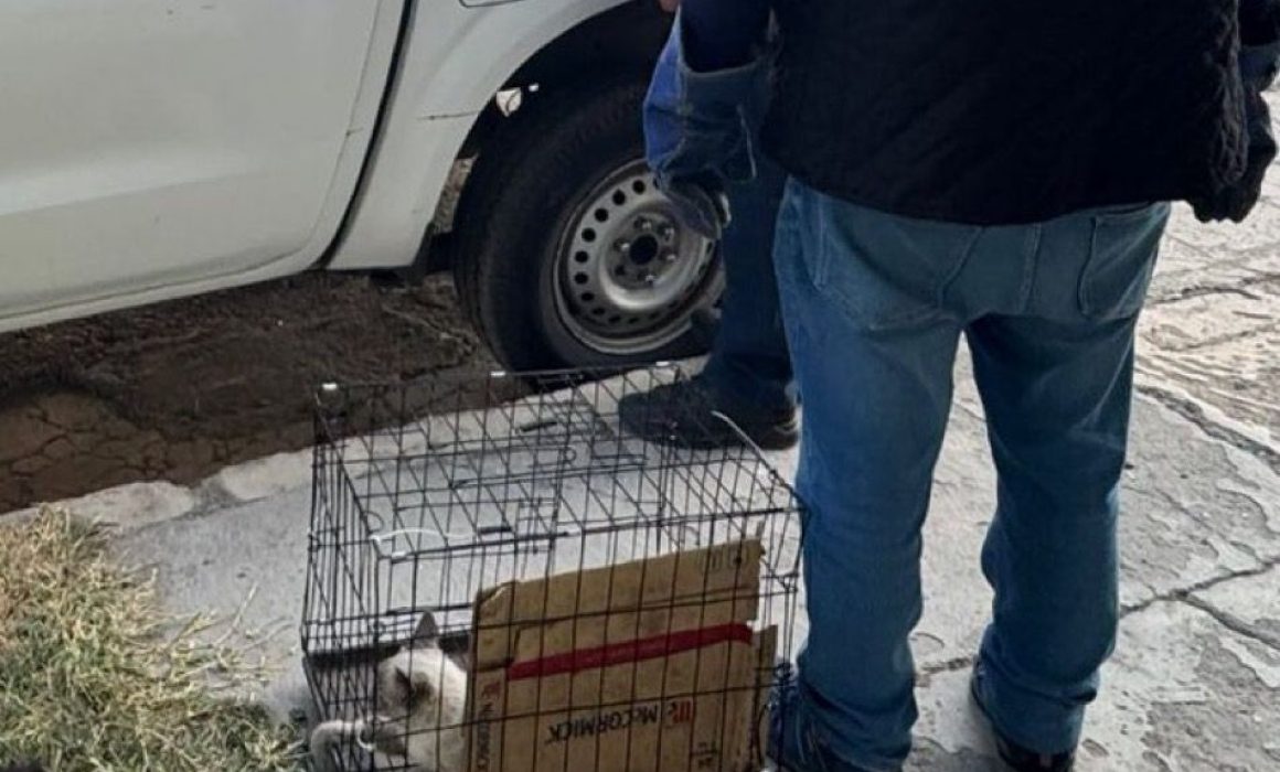 Denuncian explicito caso del michi salvado tras la agresion en Ecatepec