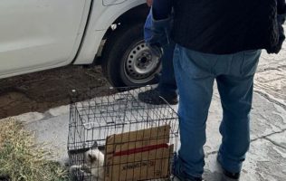 Denuncian explicito caso del michi salvado tras la agresion en Ecatepec