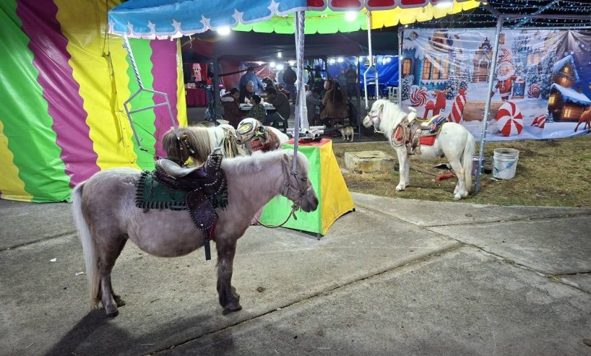 Denuncian maltrato animal en Tecámac piden intervención de la autoridad